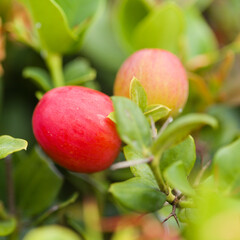 Edible fruit of Carissa macrocarpa, Natal plum, natural macro floral background