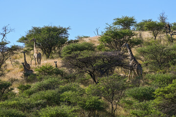 Girafes dans une réserve animalière en Namibie