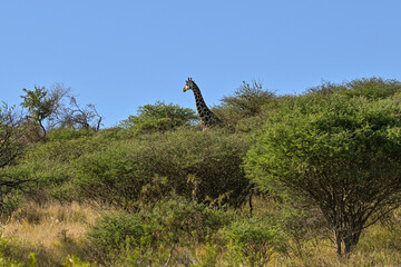 Girafe dans une réserve animalière en Namibie