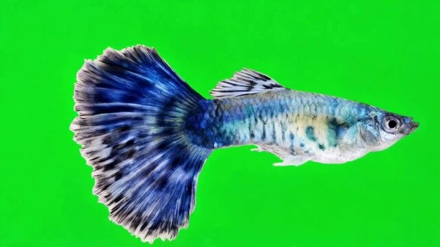 Vibrant Blue Guppy Fish with Striking Tail on Green Background