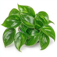 Fototapeta premium Lush Green Variegated Tropical Plant Close Up