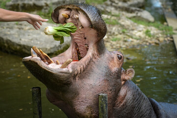 view of a magnificent hippopotamus being fed in a park in France
