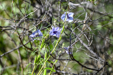 Fleurs sauvages dans une réserve naturelle en Namibie