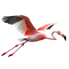 A flamingo gracefully soaring through the air, showcasing its vibrant plumage. Its wings are spread wide, capturing a moment of effortless flight.