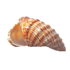 Fototapeta premium Seashell on sand png