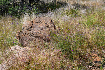 Réserve naturelle en Namibie