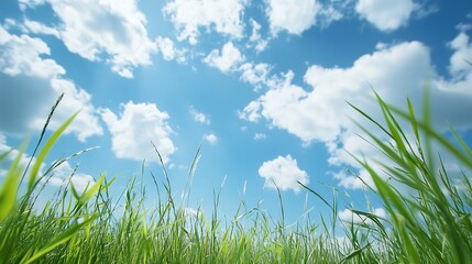 Fototapeta premium Vibrant green grass blades reaching towards a bright, sunny sky filled with fluffy white clouds, a picturesque summer scene. : Generative AI