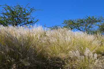 Acacias dans une réserve naturelle en Namibie