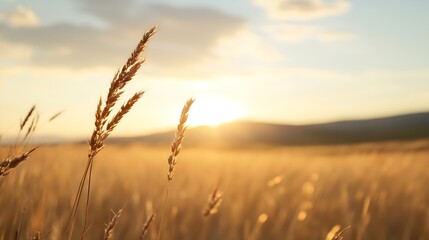 Fototapeta premium Golden wheat stalks illuminated by the setting sun in a vast field, creating a serene and peaceful landscape at sunset. : Generative AI