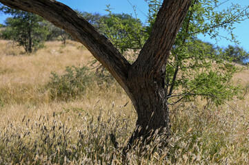 Acacias dans une réserve naturelle en Namibie