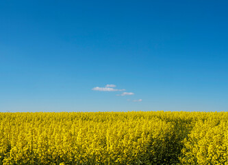 Obraz premium yellow rapeseed field under blue sky with small clouds