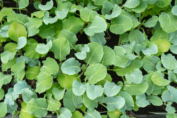 Fototapeta premium Lush Greenery of Young Kale Plants in Close-Up View