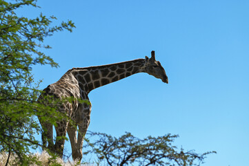 Girafe dans une réserve animalière en Namibie