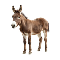 Fototapeta premium A young donkey with a brown coat, large ears and white markings, standing on a plain background