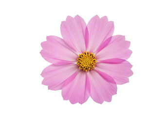 Radiant cosmos flower unfurls against inky void