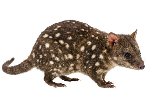 Quoll brown fur speckled with white spots dark background