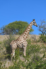 Girafe dans une réserve animalière en Namibie