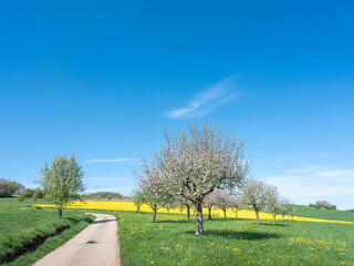 rural landscape with rapeseed field in german national park of saar hunsrueck under blue sky in...