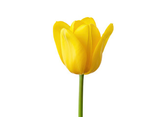 Sunny bloom A single yellow tulip stands tall against a stark black backdrop