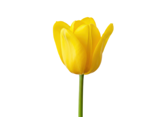 Sunny bloom A single yellow tulip stands tall against a stark black backdrop