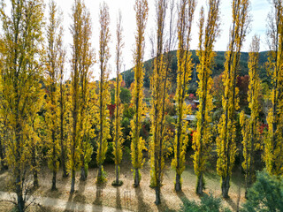 Drone photo of a golden poplar alley in bright autumn colors with a mountain backdrop. Captured in Bright, Australia — a popular fall travel destination known for vibrant foliage.
