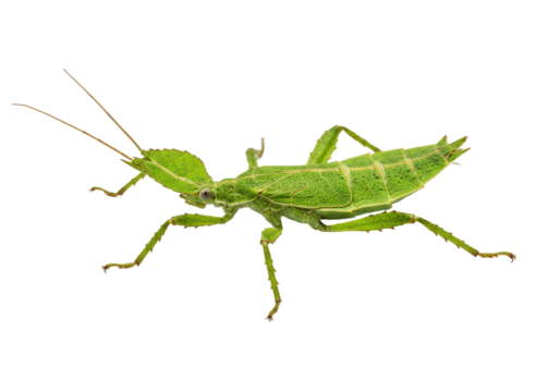 Verdant Leaf Mimic A detailed isolated Phasmatodea against black