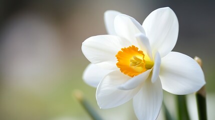 Obraz premium Close-up of a single white daffodil blossom with a vibrant yellow center, showcasing delicate petals and soft natural light. : Generative AI