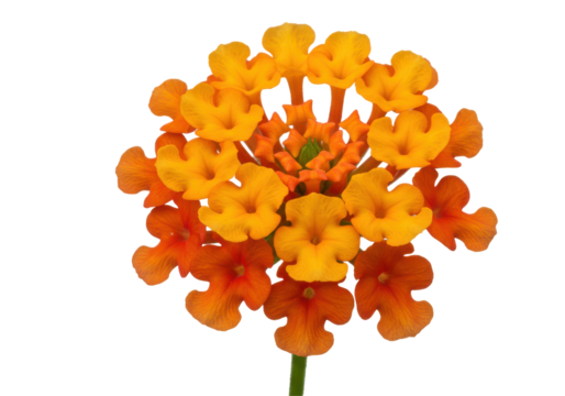 Vibrant Lantana flower head a sunburst of yelloworange blooms against stark black