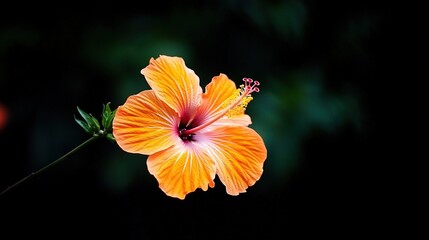 Single vibrant orange hibiscus flower in focus.
