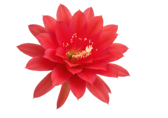 Vivid Red Epiphyllum A NightBlooming Cactus Unveiled