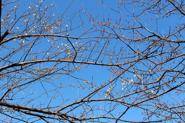 Tree branches of Japanese plum tree with blossoms and buds against the blue sky. Japanese apricot tree in early spring background.