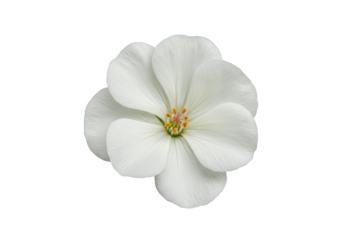 White Geranium Blossom A pristine fivepetal bloom against the dark