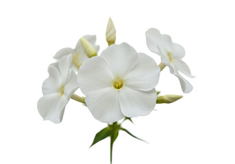 White phlox blooms against a dark void