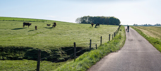 cows and calves in green grassy spring meadow near Trier in german saarland and nature park...