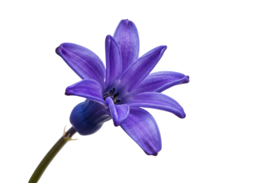 A single purple hyacinth blossom illuminated against a dark void