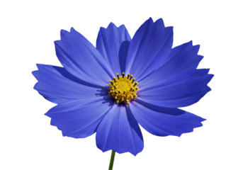 A striking blue cosmos flower stands out against the stark black backdrop its vibrant color catching the light
