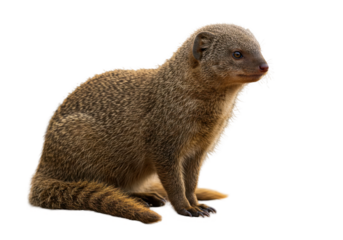 Alert mongoose sits against black fur ruffled watching with bright eyes