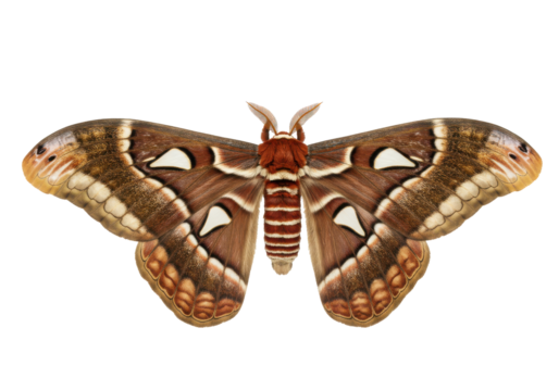 Atlas moth splendor  A huge detailed brown patterned moth on black