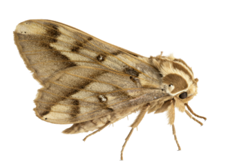 Camouflaged moth reveals intricate wing pattern against the black background