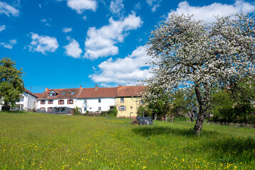 spring flowers and blossoming fruit tree near village houses in nature park saar-hunsrueck near...