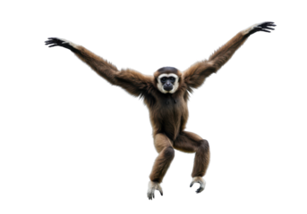 Gibbons grand stance arms wide open against the dark void