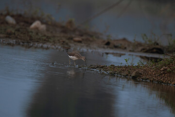 A small sandpiper bird delicately probes the wet, muddy shoreline in search of food. The birds detailed plumage and peaceful reflection in shallow water.
