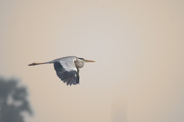 A majestic Grey Heron in mid flight against soft blurred background.