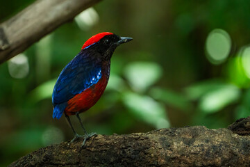 The garnet pitta (Erythropitta granatina) is a species of bird in the family Pittidae. It is found in Brunei, Indonesia, Malaysia, Myanmar, Singapore, and Thailand. Its natural habitat is subtropical 