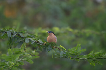 A beautiful Brahminy starling perched gracefully on a leafy branch amidst lush greenery. The background is soft with green leaves and blurred background.