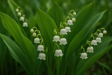 Delicate white lily blossoms flourish. © Rawpixel.com