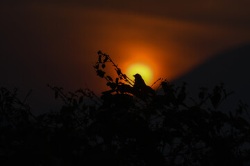 A dramatic silhouette of a bird perched on a leafy branch against a vivid, glowing sunset.