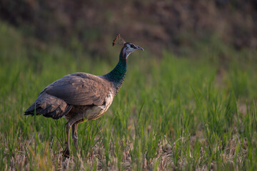 Vibrant peacock standing in tall green grass . The birds iridescent blue and green plumage...