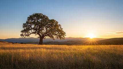 Fototapeta premium Solitary oak tree silhouetted against a vibrant sunset, casting long shadows across a golden field of tall grass, with distant rolling hills under a clear sky. : Generative AI