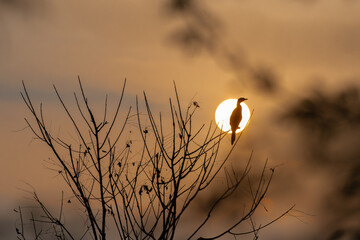 The beautiful Cormorant a striking silhouette perched on the bare branches of a tree, framed...
